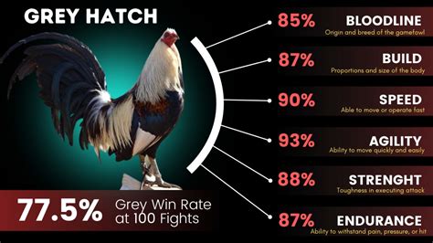 quality na manok panabong|Regular Grey Gamefowl Bloodline Characteristics and Fighting .